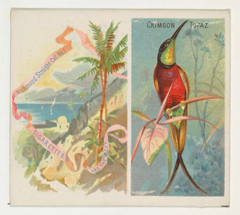 Crimson Topaz, from Birds of the Tropics series (N38) for Allen & Ginter Cigarettes Wall Art by Allen & Ginter - High-Resolution Digital Print