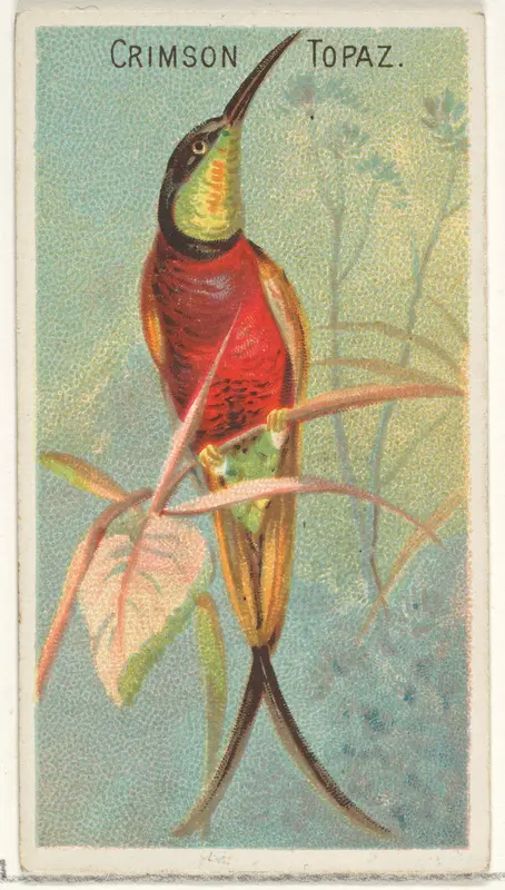 Crimson Topaz, from the Birds of the Tropics series (N5) for Allen & Ginter Cigarettes Brands Wall Art by Allen & Ginter - High-Resolution Digital Print