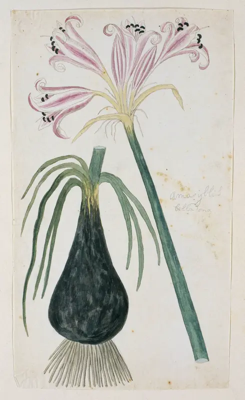 Crinum macowanii Baker,voorheen bekend als Amaryllis belladonna Wall Art by Robert Jacob Gordon - High-Resolution Digital Print