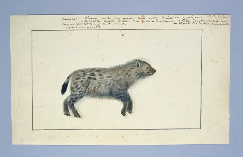 Crocuta crocuta (Gevlekte hyena) Wall Art by Unknown - High-Resolution Digital Print