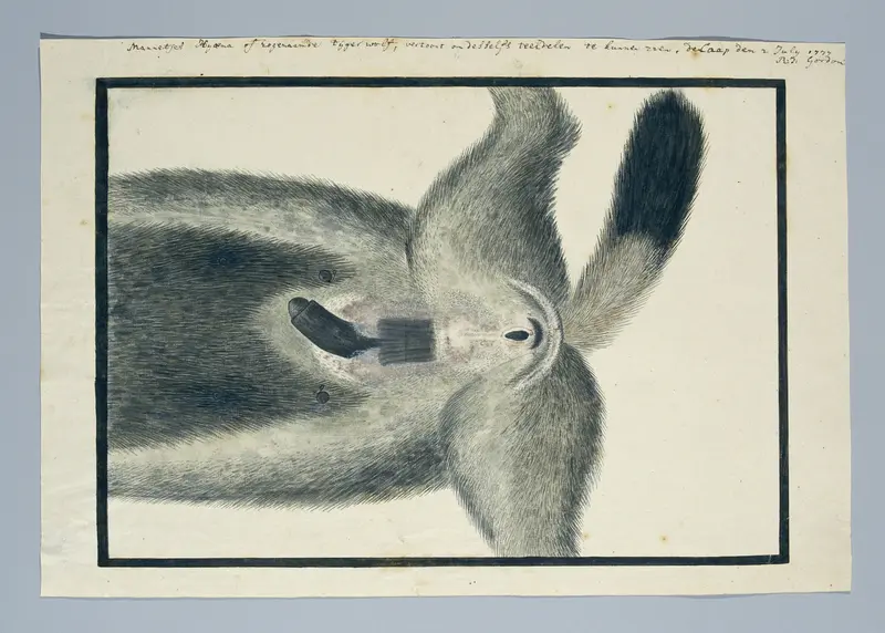 Crocuta crocuta (Gevlekte hyena), van onderen Wall Art by Unknown - High-Resolution Digital Print