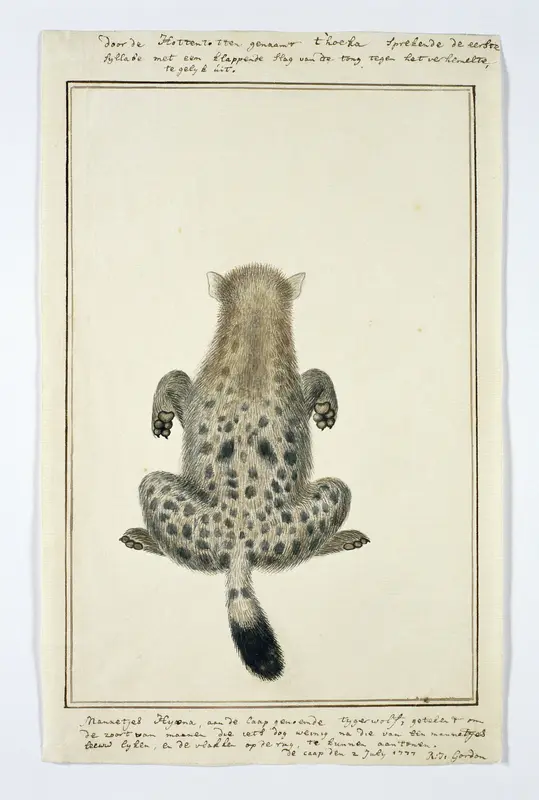 Crocuta crocuta (Gevlekte hyena) Wall Art by Robert Jacob Gordon - High-Resolution Digital Print