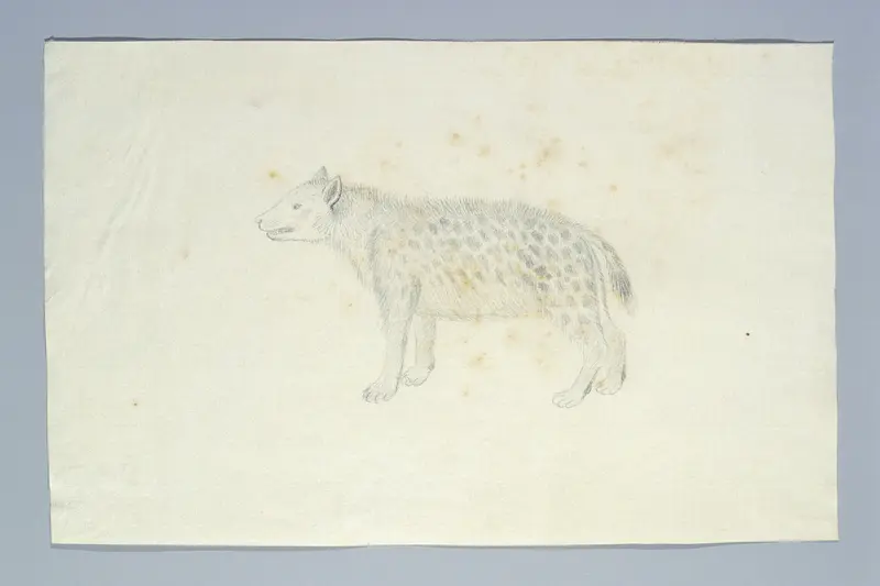 Crocuta crocuta (Spotted hyena) Wall Art by Robert Jacob Gordon - High-Resolution Digital Print