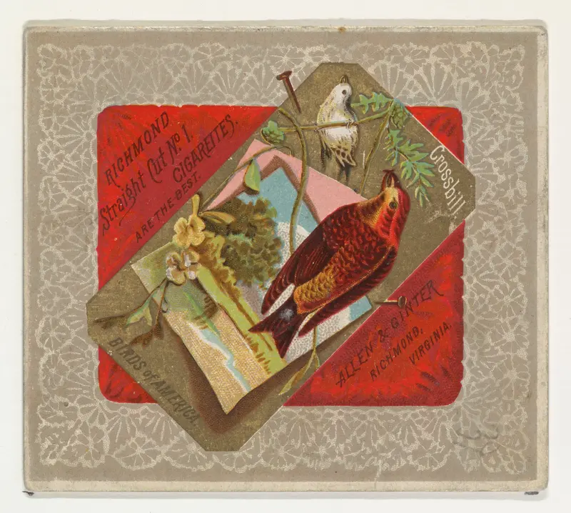 Crossbill, from the Birds of America series (N37) for Allen & Ginter Cigarettes Wall Art by Allen & Ginter - High-Resolution Digital Print