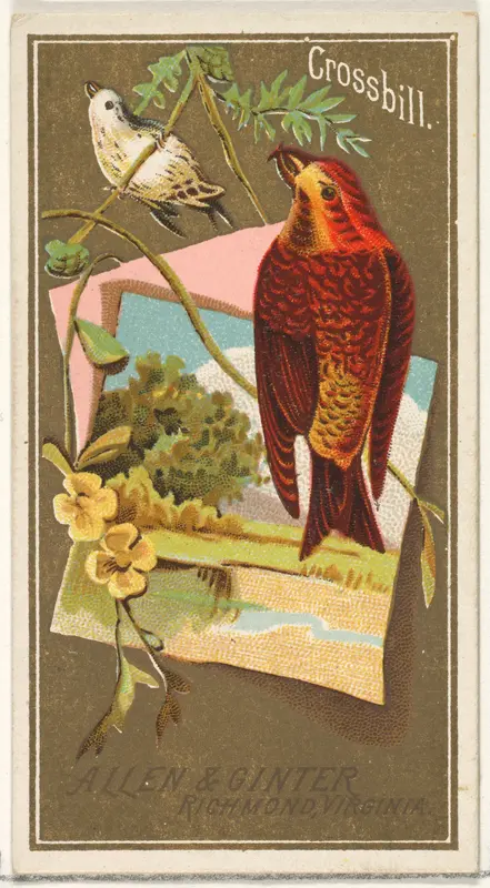 Crossbill, from the Birds of America series (N4) for Allen & Ginter Cigarettes Brands Wall Art by Allen & Ginter - High-Resolution Digital Print