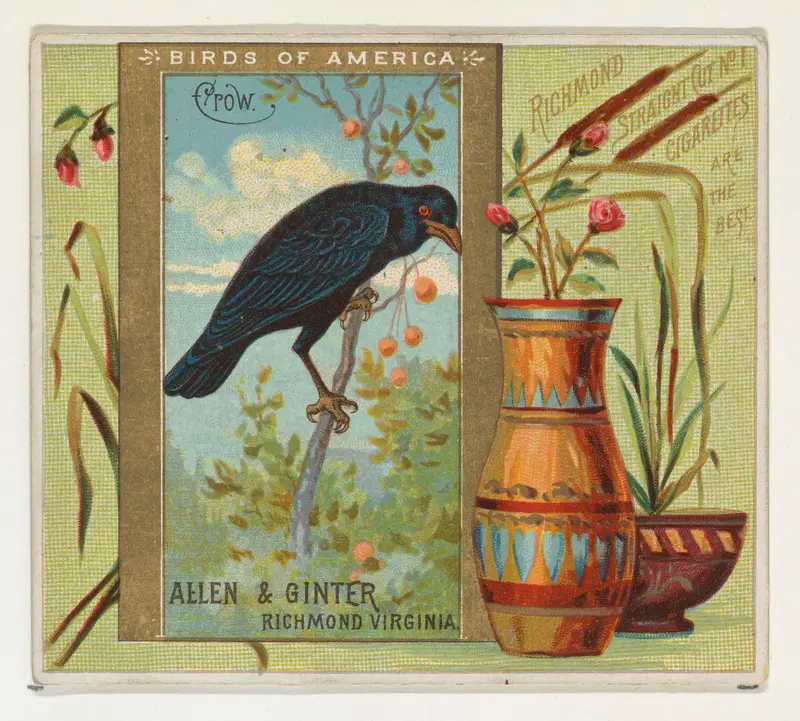 Crow, from the Birds of America series (N37) for Allen & Ginter Cigarettes Wall Art by Allen & Ginter - High-Resolution Digital Print