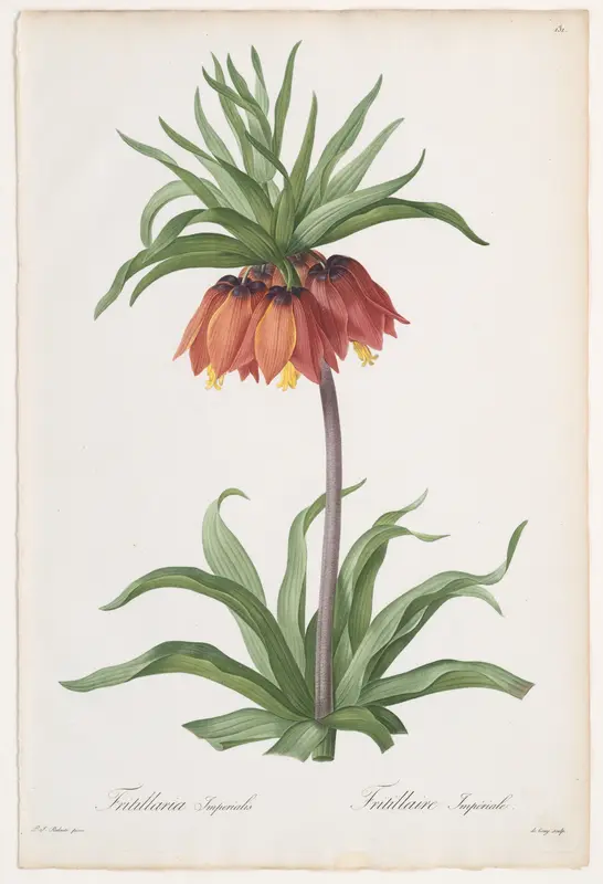 Crown Imperial (Fritillaria imperialis), from "Les Liliacées" Wall Art by Pierre Joseph Redouté - High-Resolution Digital Print