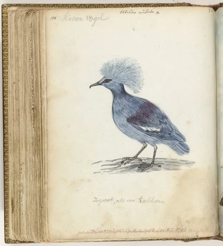 Crowned Pigeon Wall Art by Jan Brandes - High-Resolution Digital Print