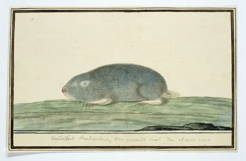 Cryptomys hottentotus (Common mole-rat) Wall Art by Robert Jacob Gordon - High-Resolution Digital Print