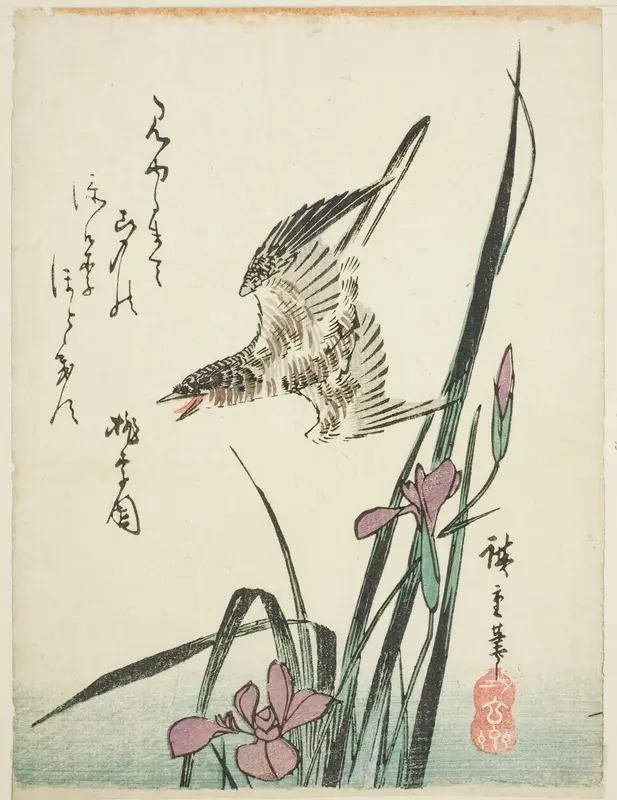 Cuckoo flying over iris