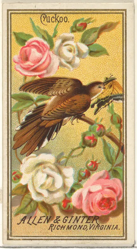 Cuckoo, from the Birds of America series (N4) for Allen & Ginter Cigarettes Brands Wall Art by Allen & Ginter - High-Resolution Digital Print