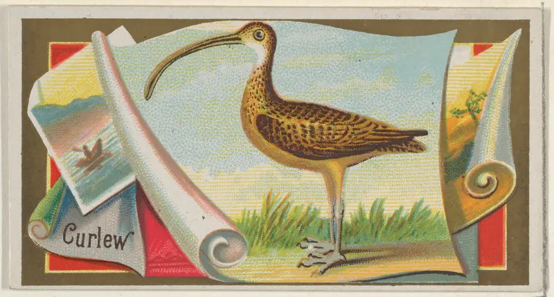 Curlew, from the Game Birds series (N13) for Allen & Ginter Cigarettes Brands Wall Art by Allen & Ginter - High-Resolution Digital Print