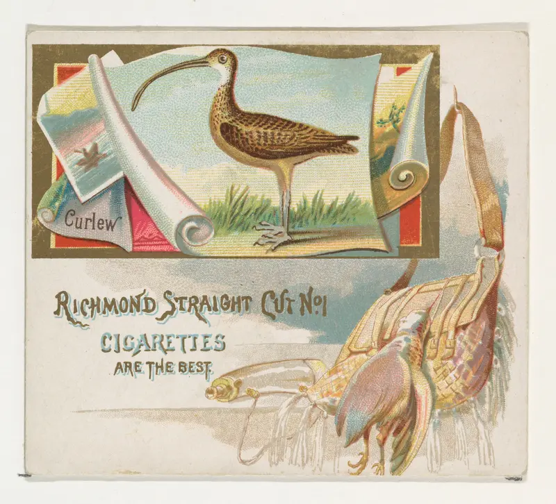 Curlew, from the Game Birds series (N40) for Allen & Ginter Cigarettes Wall Art by Allen & Ginter - High-Resolution Digital Print