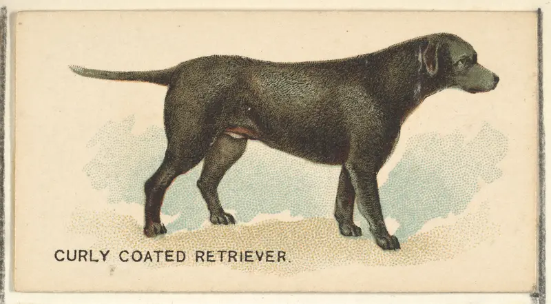 Curly Coated Retriever, from the Dogs of the World series for Old Judge Cigarettes Wall Art by Goodwin & Company - High-Resolution Digital Print