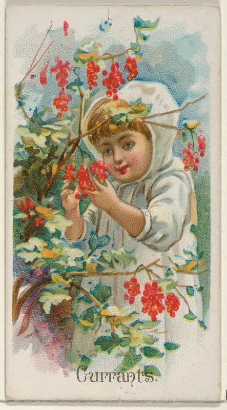 Currants, from the Fruits series (N12) for Allen & Ginter Cigarettes Brands Wall Art by Allen & Ginter - High-Resolution Digital Print