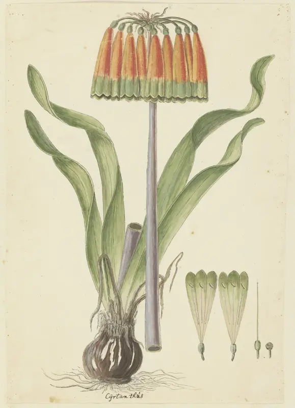 Cyranthus obliquus (L.f.) Aiton (Knysna lily) Wall Art by Robert Jacob Gordon - High-Resolution Digital Print