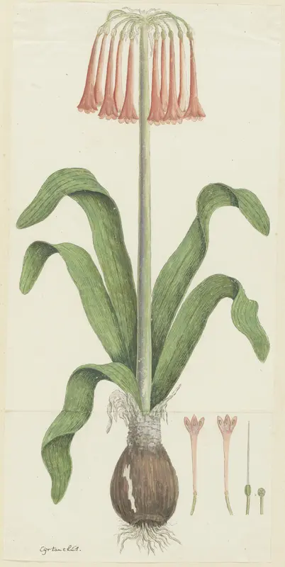 Cyrtanthus carneus Lindl. Wall Art by Robert Jacob Gordon - High-Resolution Digital Print