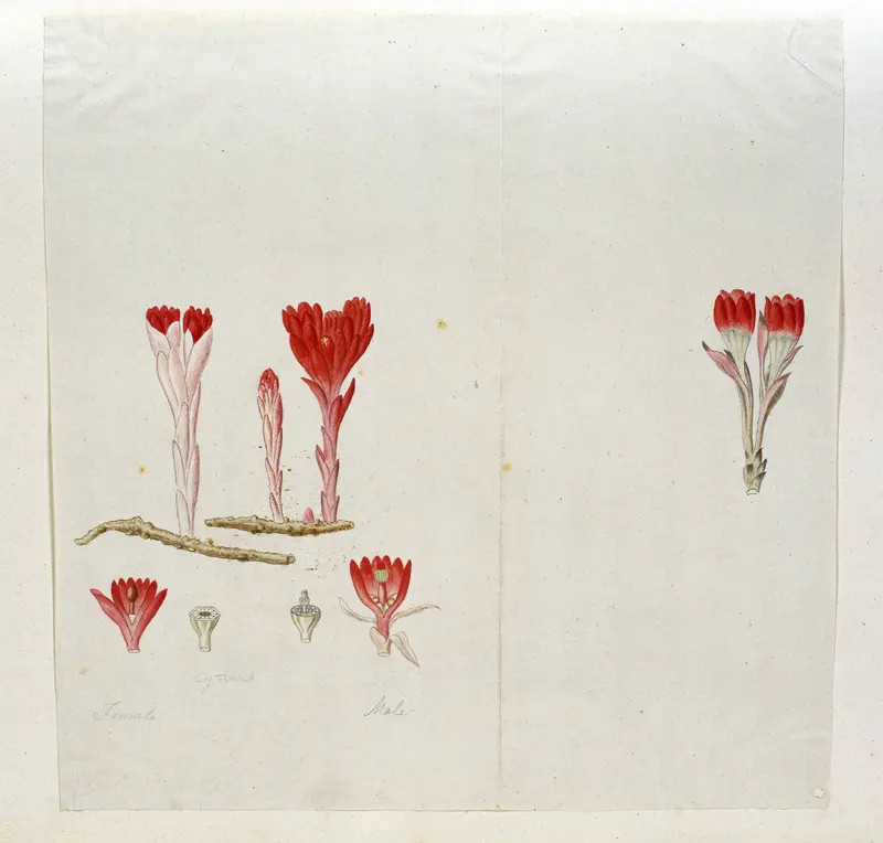 Cytinus sanguineus (Thunb.) Faurc. Wall Art by Robert Jacob Gordon - High-Resolution Digital Print