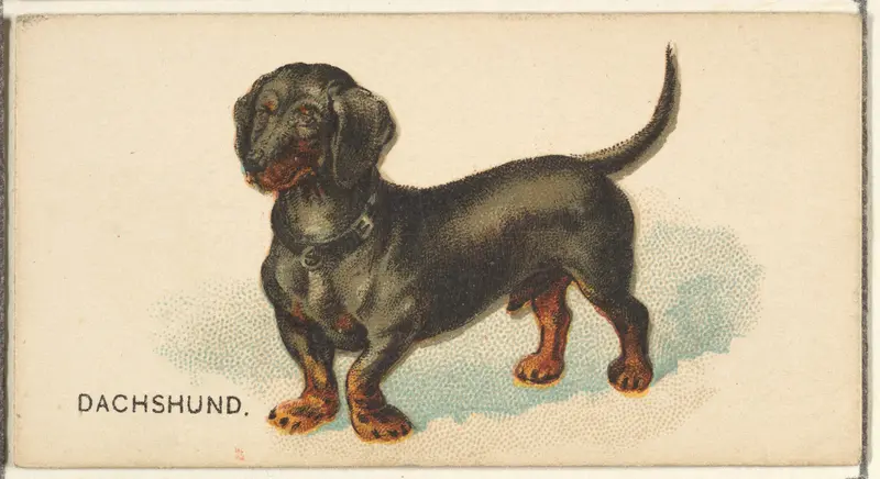 Dachshund, from the Dogs of the World series for Old Judge Cigarettes Wall Art by Goodwin & Company - High-Resolution Digital Print