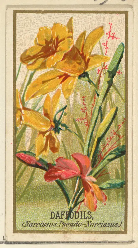 Daffodils (Narcissis Pseudo-Narcissus), from the Flowers series for Old Judge Cigarettes Wall Art by Goodwin & Company - High-Resolution Digital Print