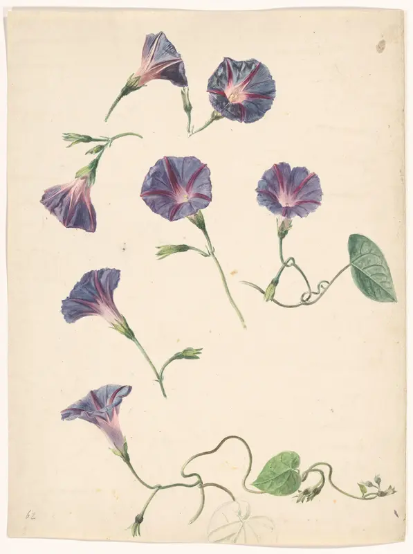 Dagwinde (Ipomoea purpurea) Wall Art by Unknown - High-Resolution Digital Print