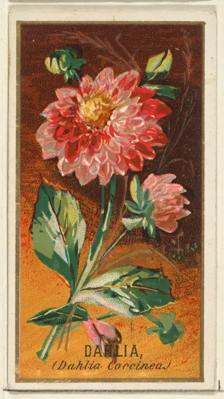 Dahlia (Dahlia Coccinea), from the Flowers series for Old Judge Cigarettes Wall Art by Goodwin & Company - High-Resolution Digital Print