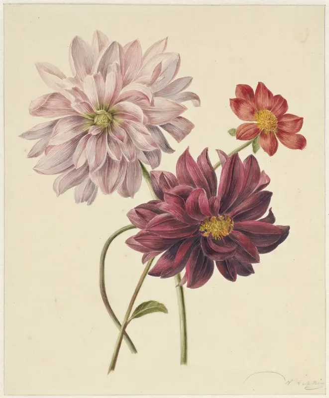 Dahlia's Wall Art by Unknown - High-Resolution Digital Print