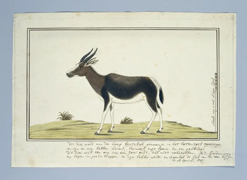 Damaliscus pygargus pygarus (Bontebok) Wall Art by Robert Jacob Gordon - High-Resolution Digital Print