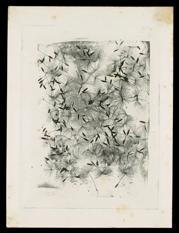 [Dandelion Seeds] Wall Art by William Henry Fox Talbot - High-Resolution Digital Print
