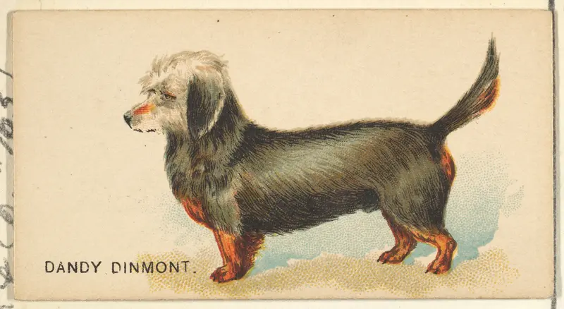 Dandy Dinmont, from the Dogs of the World series for Old Judge Cigarettes Wall Art by Goodwin & Company - High-Resolution Digital Print