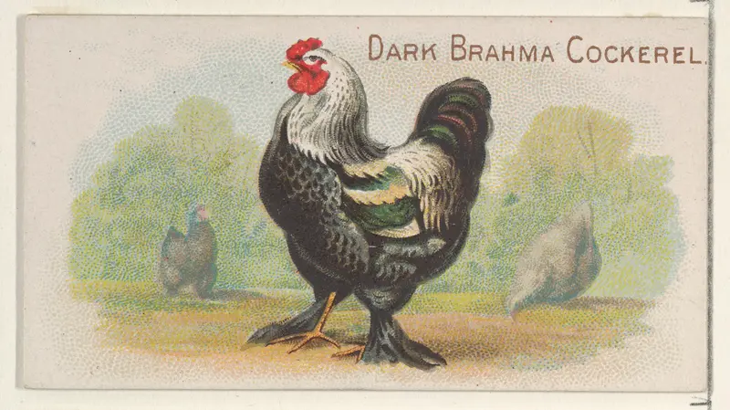 Dark Brahma Cockerel, from the Prize and Game Chickens series (N20) for Allen & Ginter Cigarettes Wall Art by Allen & Ginter - High-Resolution Digital Print