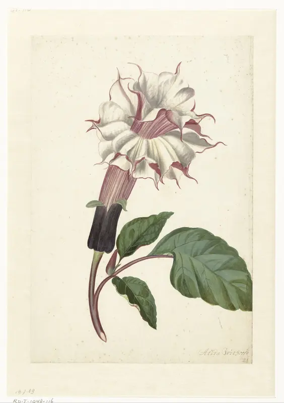 Datura (Datura metel) Wall Art by Alida Withoos - High-Resolution Digital Print