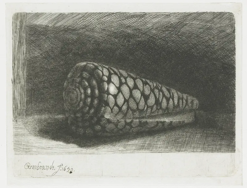 De schelp Wall Art by Unknown - High-Resolution Digital Print