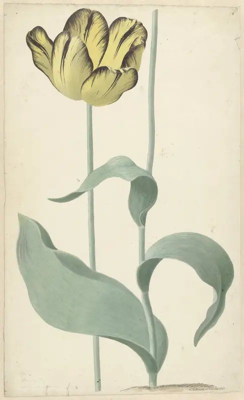 De tulp Bizard Louis d'Effroy Wall Art by Cornelis van Noorde - High-Resolution Digital Print