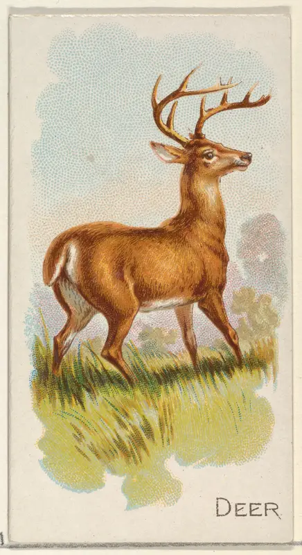 Deer, from the Quadrupeds series (N21) for Allen & Ginter Cigarettes Wall Art by Allen & Ginter - High-Resolution Digital Print