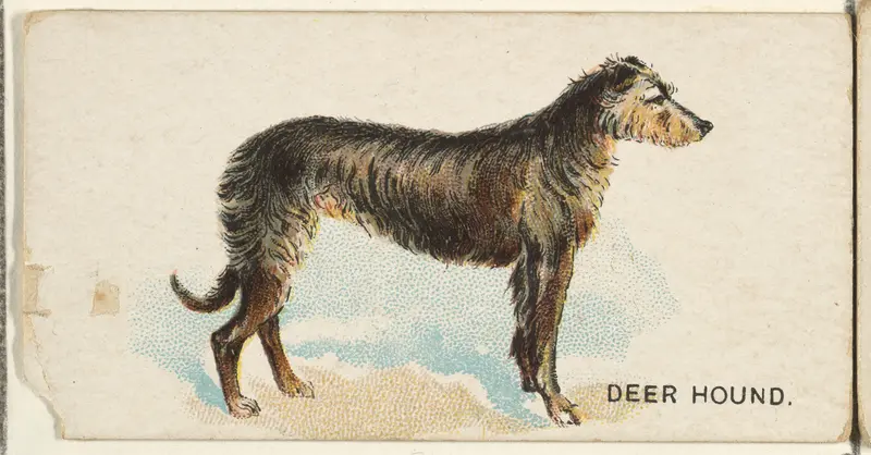 Deer Hound, from the Dogs of the World series for Old Judge Cigarettes Wall Art by Goodwin & Company - High-Resolution Digital Print
