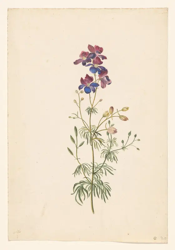 Delphinium Wall Art by Unknown - High-Resolution Digital Print