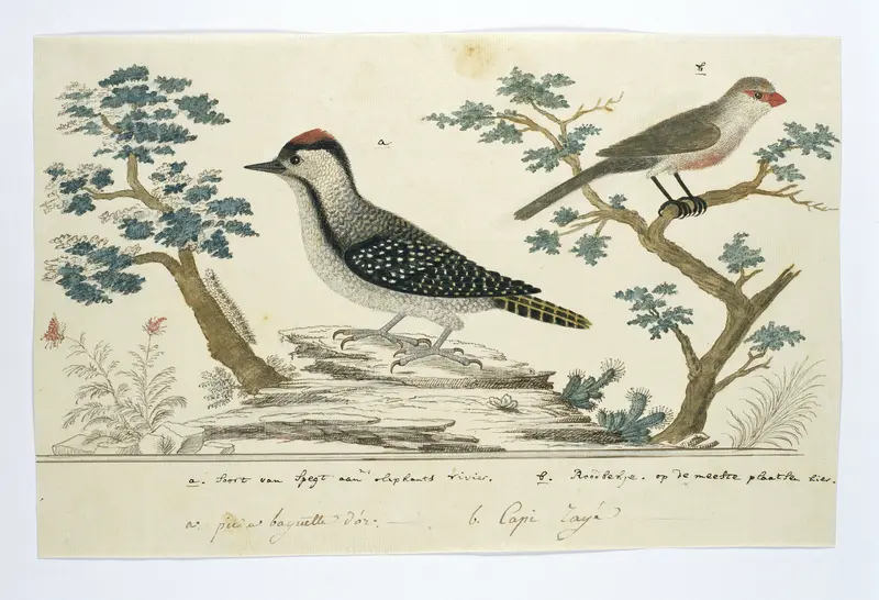 Dendropicos fuscescens (Cardinal woodpecker)and Estrilda astrild (Common waxbill) Wall Art by Robert Jacob Gordon - High-Resolution Digital Print