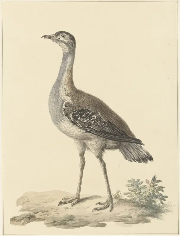 Denhams trap (Neotis denhami) Wall Art by Pieter Pietersz. Barbiers - High-Resolution Digital Print