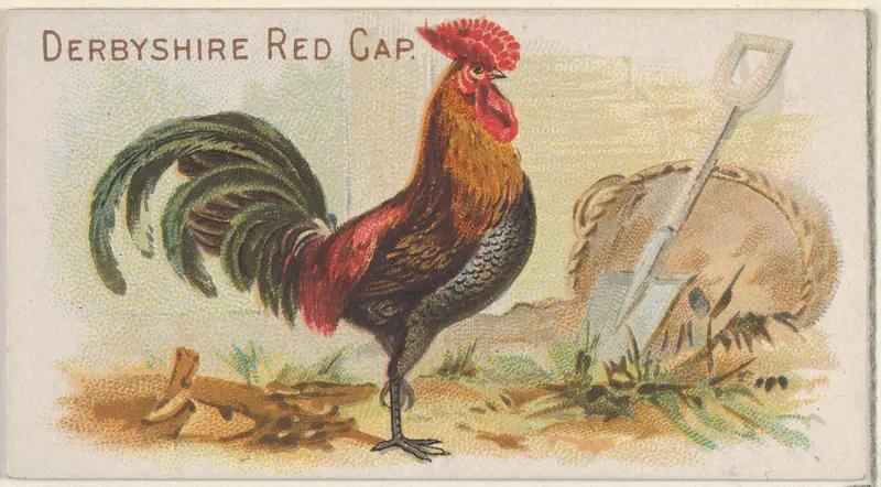 Derbyshire Red Cap, from the Prize and Game Chickens series (N20) for Allen & Ginter Cigarettes Wall Art by Allen & Ginter - High-Resolution Digital Print