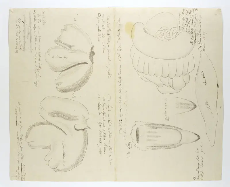 Diceros bicornis bicornis (Zwarte neushoorn), organen Wall Art by Robert Jacob Gordon - High-Resolution Digital Print