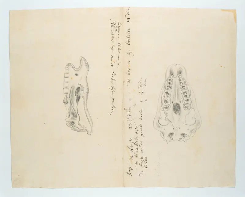 Diceros bicornis bicornis (Zwarte neushoorn), skelet Wall Art by Robert Jacob Gordon - High-Resolution Digital Print