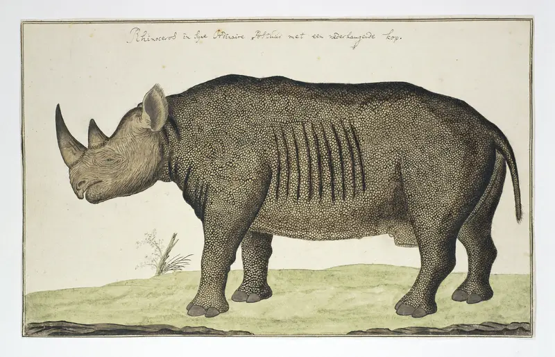 Diceros bicornis (Zwarte neushoorn) Wall Art by Robert Jacob Gordon - High-Resolution Digital Print
