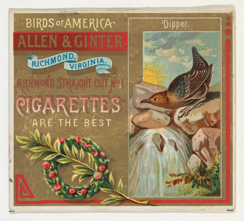 Dipper, from the Birds of America series (N37) for Allen & Ginter Cigarettes Wall Art by Allen & Ginter - High-Resolution Digital Print