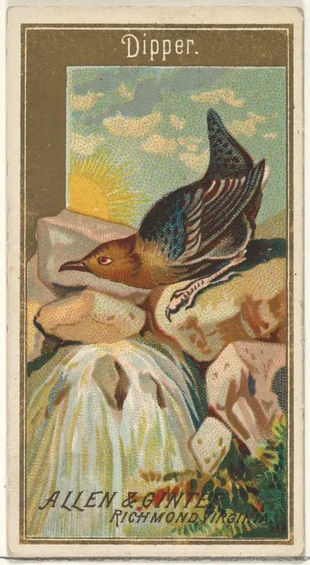 Dipper, from the Birds of America series (N4) for Allen & Ginter Cigarettes Brands Wall Art by Allen & Ginter - High-Resolution Digital Print