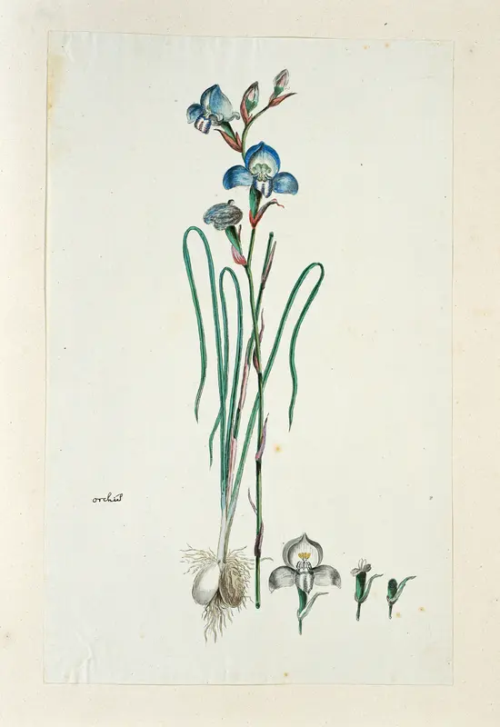 Disa graminiflolia Ker Gawl. Ex Spreng. Wall Art by Robert Jacob Gordon - High-Resolution Digital Print