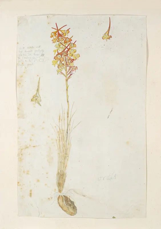 Disa porrecta Swartz Wall Art by Robert Jacob Gordon - High-Resolution Digital Print