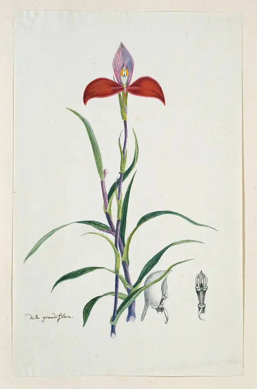 Disa uniflora Bergius (Red disa; or Pride of Table Mountain) Wall Art by Robert Jacob Gordon - High-Resolution Digital Print