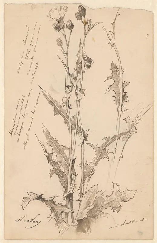 Distel Wall Art by Unknown - High-Resolution Digital Print