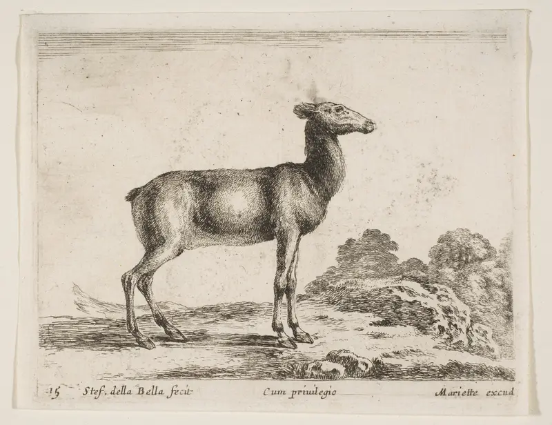 Doe, plate 15 from "Various Animals" (Diversi Animali) Wall Art by Stefano della Bella - High-Resolution Digital Print